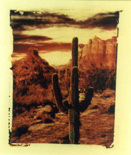 a large saguaro cactus