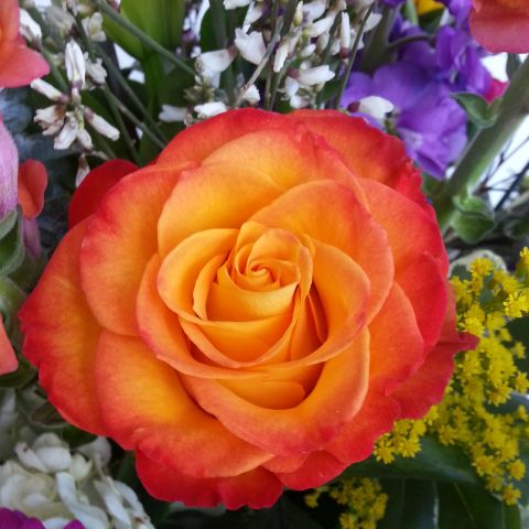 orange rose within bouquet
