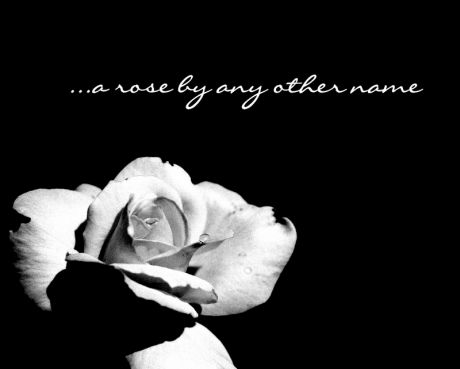 B&W rose w/text a rose by any other name